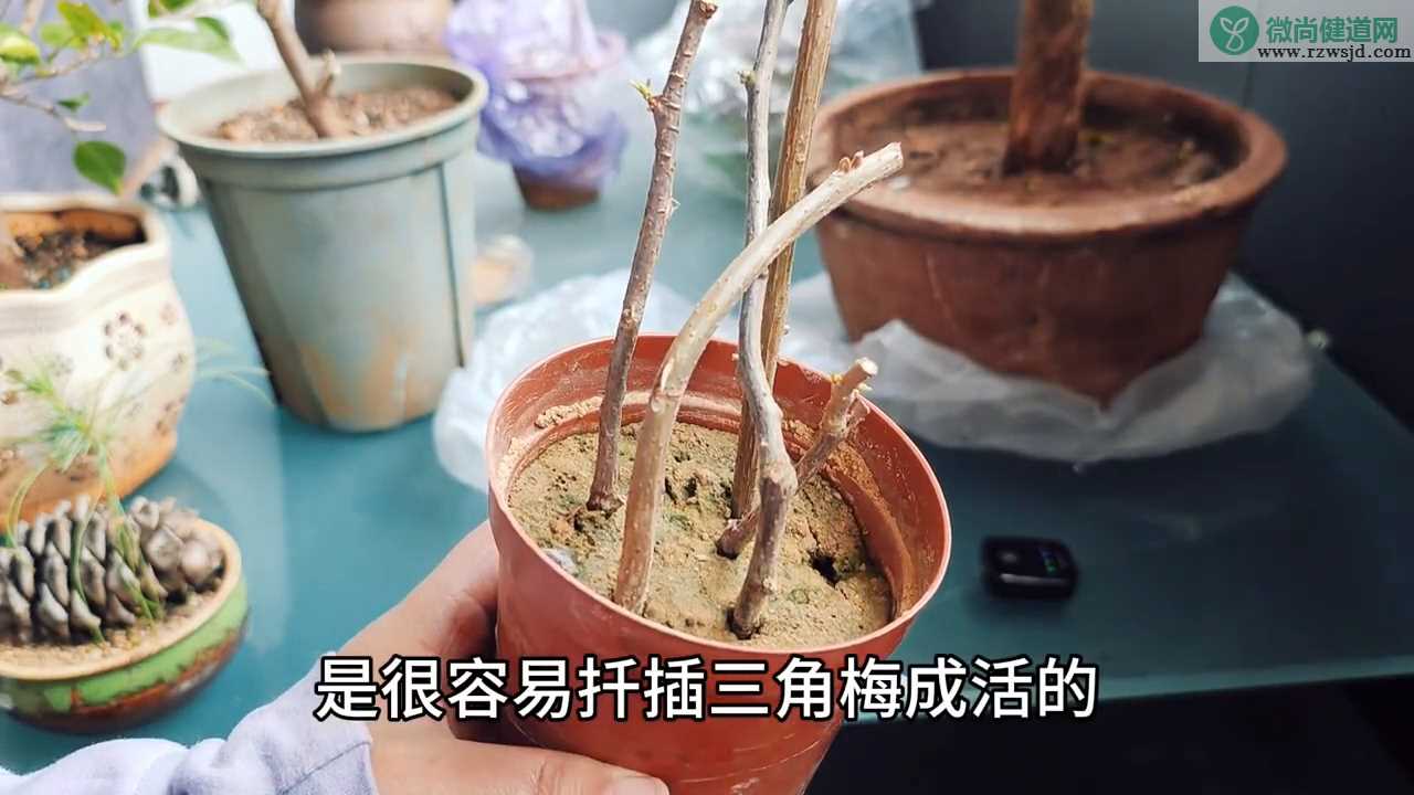 三角梅扦插多久才会生根发芽？只要把握好2点发芽快 养花知识 第4张