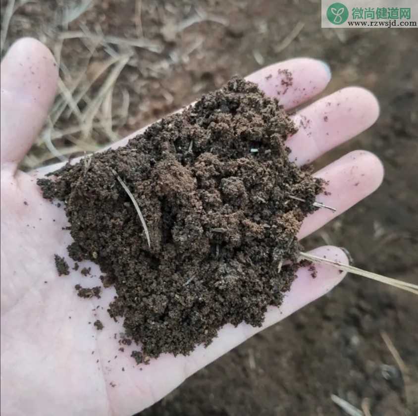 室内花盆里有小飞虫怎么去除小妙招，盆栽泥土有虫子怎么办？ 养花知识 第2张