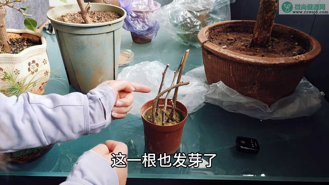 三角梅扦插多久才会生根发芽？只要把握好2点发芽快 养花知识 第2张