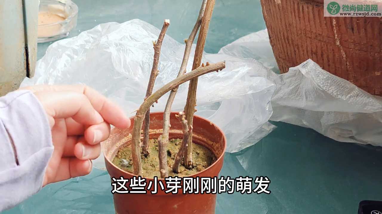 三角梅扦插多久才会生根发芽？只要把握好2点发芽快 养花知识 第3张