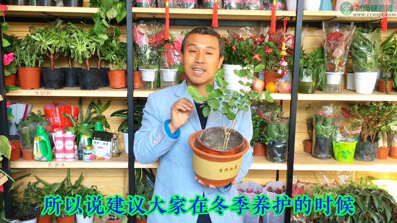 茉莉花冬季怎么养护，茉莉花冬季养护小知识分享 养花知识 第4张