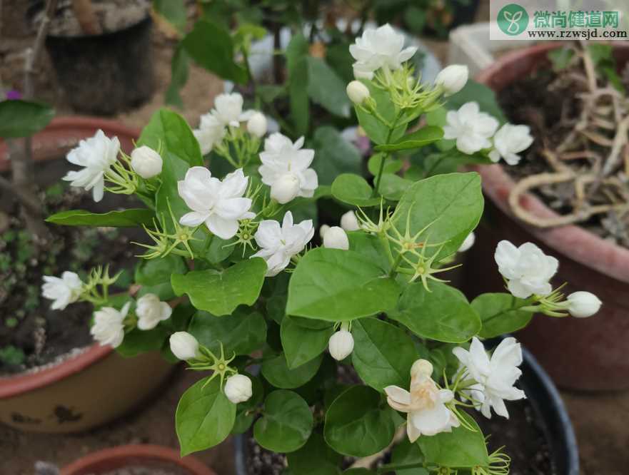 茉莉花冬天叶子干枯怎么办，茉莉花冬季黄叶枯叶如何养护？ 养花知识 第2张