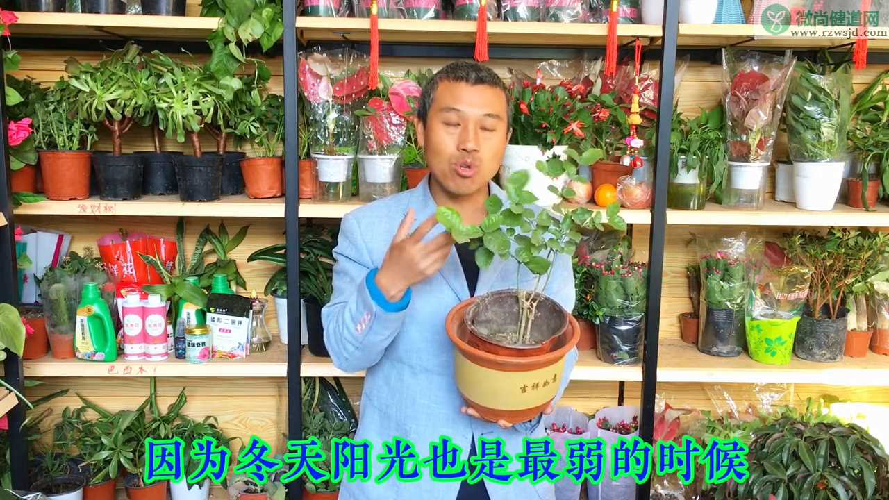 茉莉花冬季怎么养护，茉莉花冬季养护小知识分享 养花知识 第2张