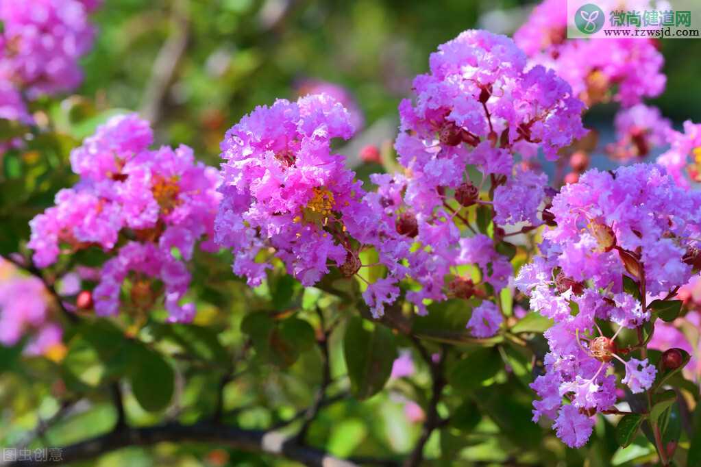 紫薇怎么催花，紫薇催花的方法详解 养花知识 第1张