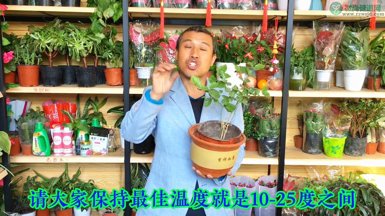 茉莉花冬季怎么养护，茉莉花冬季养护小知识分享 养花知识 第3张