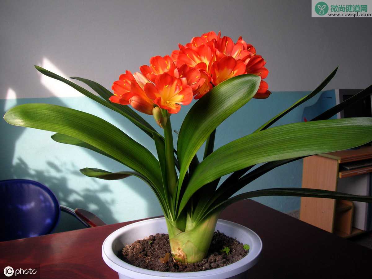 室内光照不好适合养什么植物？适合室内养的植物建议 养花知识 第2张