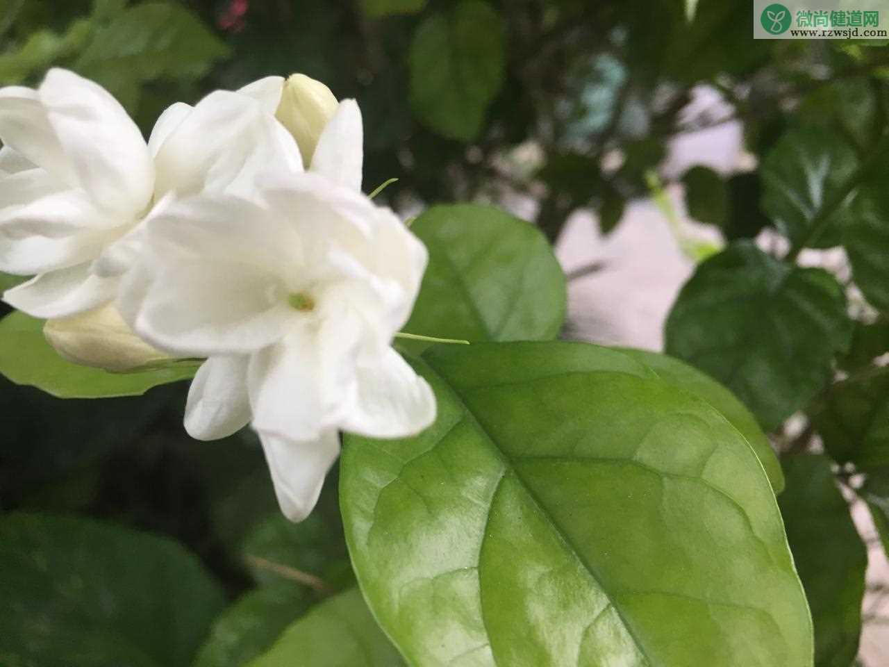 茉莉花僵苗了怎么办，茉莉花僵苗是什么原因造成的？ 养花知识 第2张