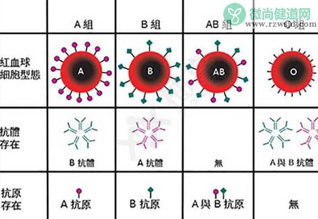 恐龙血型全国有多少人 恐龙