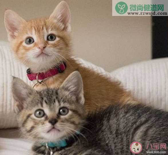 研究称家猫或能记住自己与朋友名字 猫咪能记住它的名字吗