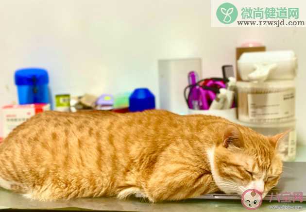 研究称家猫或能记住自己与朋友名字 猫咪能记住它的名字吗