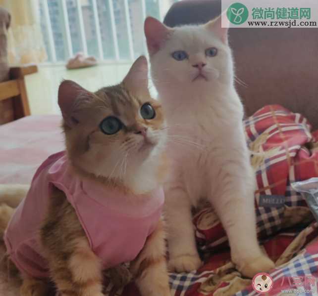 家养猫能听懂自己的名字吗 