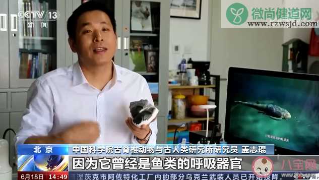 为何人耳不能呼吸却与口腔相