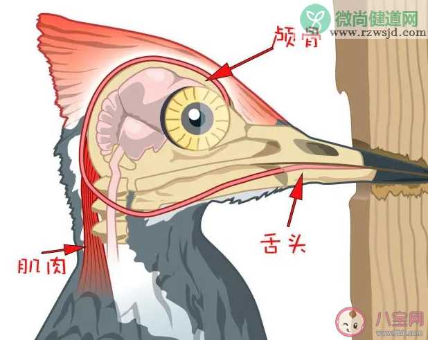 啄木鸟疯狂啄树为什么不得脑