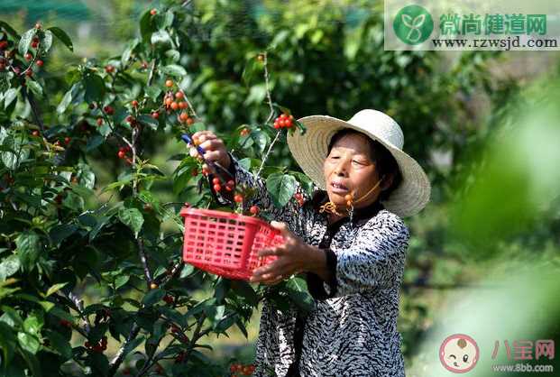 如何种植樱桃 哪个季节种植樱桃最好