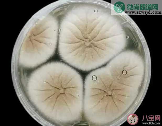 不要忽视霉菌对身体的危害  霉菌会对身体有哪些伤害