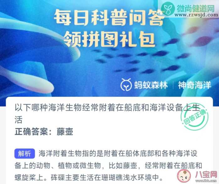 以下哪种海洋生物经常附着在船底和海洋设备上生活 