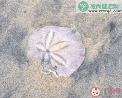 哪种海胆被称为海钱 蚂蚁庄园2月29日答案