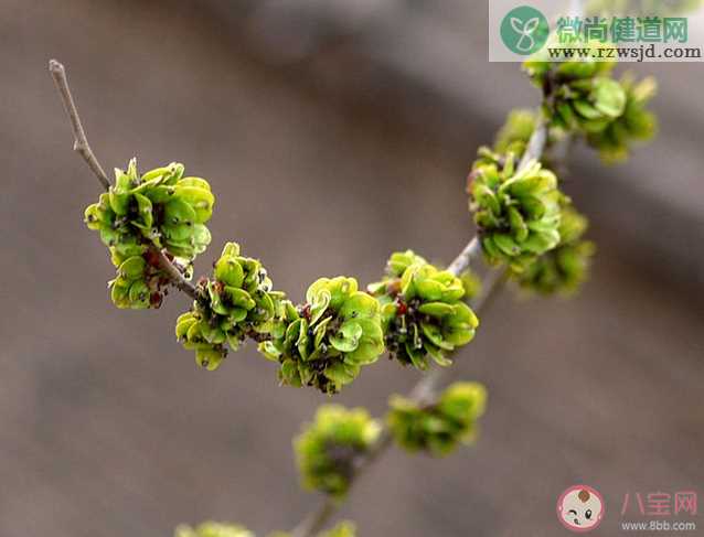 春季美食小贴士民间常说的榆钱是榆树的什么 蚂蚁庄园3月17日答案