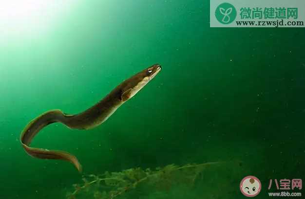 生活在海中的柳叶鳗是鳗鱼的哪个时期 神奇海洋4月1日答案