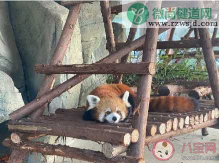 为什么小熊猫濒临灭绝 小熊猫和大熊猫有什么渊源