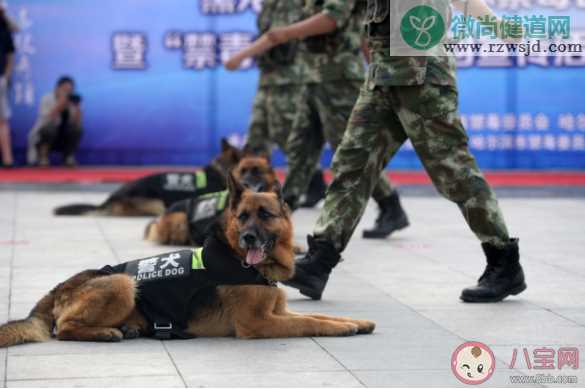 警犬是如何选拔培训的 警犬有多厉害