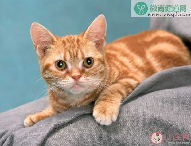 十二生肖为何有鼠没猫 老鼠为什么排在最前面