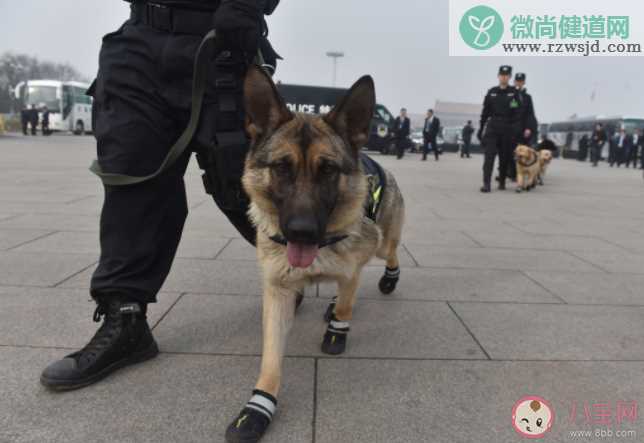 在小路上偶遇警犬能摸吗 警犬一般有哪些品种