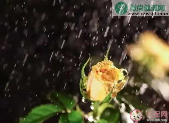 为什么觉得下雨天特别治愈 喜欢下雨天的原因是什么