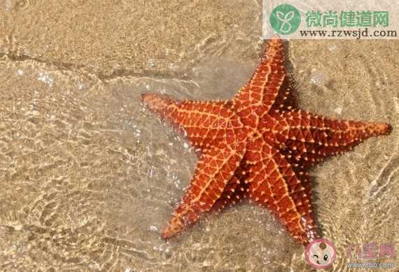 海星有几个胃 神奇海洋4月28日答案