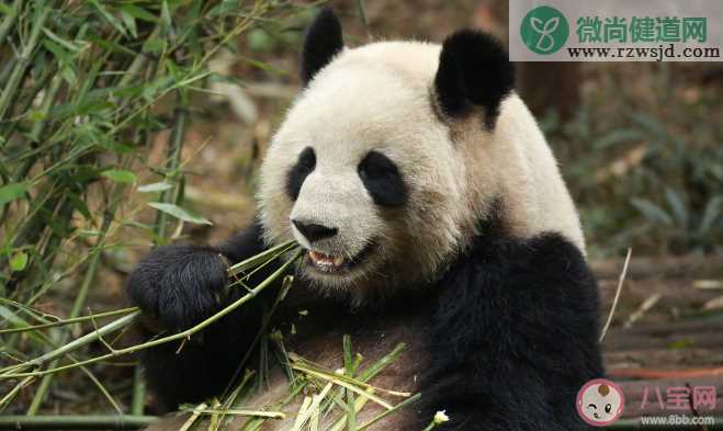 大熊猫1天要吃40斤新鲜竹子 大熊猫平时只吃竹子吗