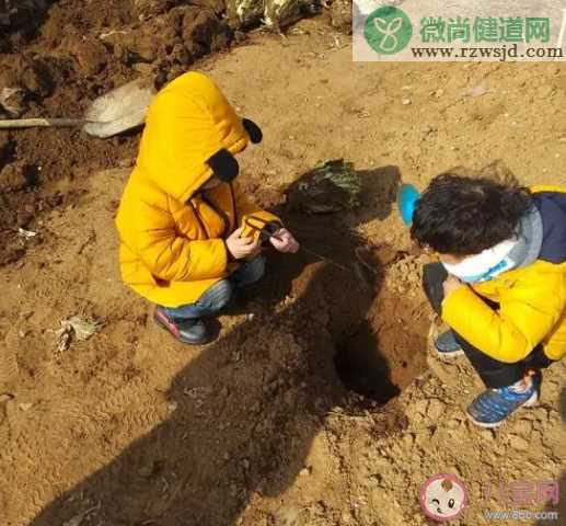 在小小的花园里面挖呀挖呀挖是什么歌 《花园种花》完整版歌词介绍