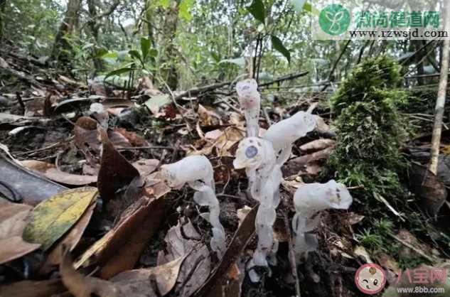 柳州惊现神秘冥界之花 水晶