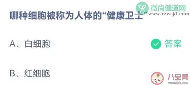 哪种细胞被称为人体的健康卫