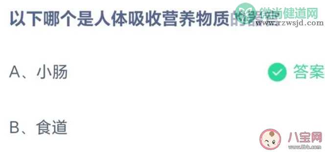 以下哪个是人体吸收营养物质的器官 蚂蚁庄园5月31答