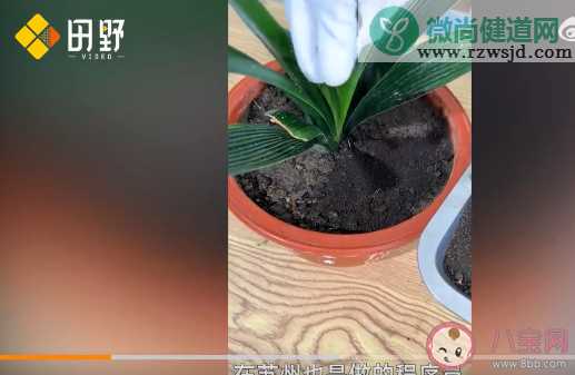 90后程序员回家卖羊粪月销120万 羊粪都有哪些作用