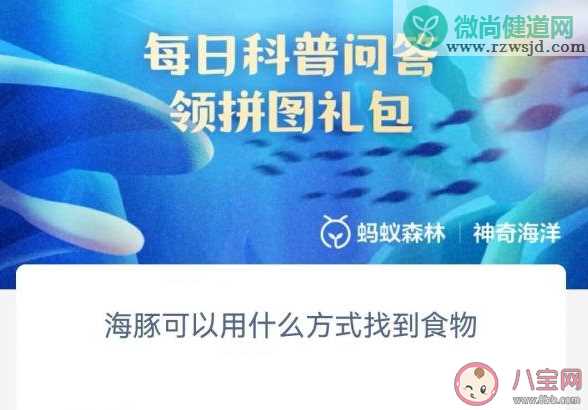 海豚可以用什么方式找到食物