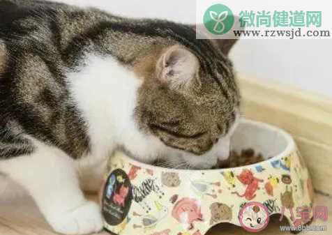 以下哪种方法有助于猫咪消暑降温 蚂蚁庄园6月17日答案