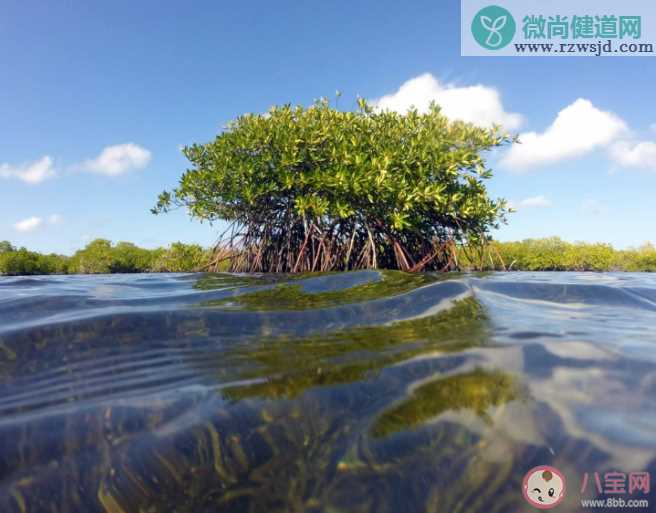 蚂蚁庄园陆地和大海交接处可能有森林吗 小课堂7月5日答案