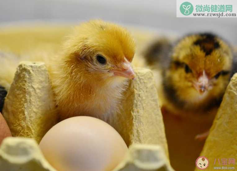 男子鸡蛋放家没吃孵出俩小鸡 鸡蛋能自动孵出小鸡吗