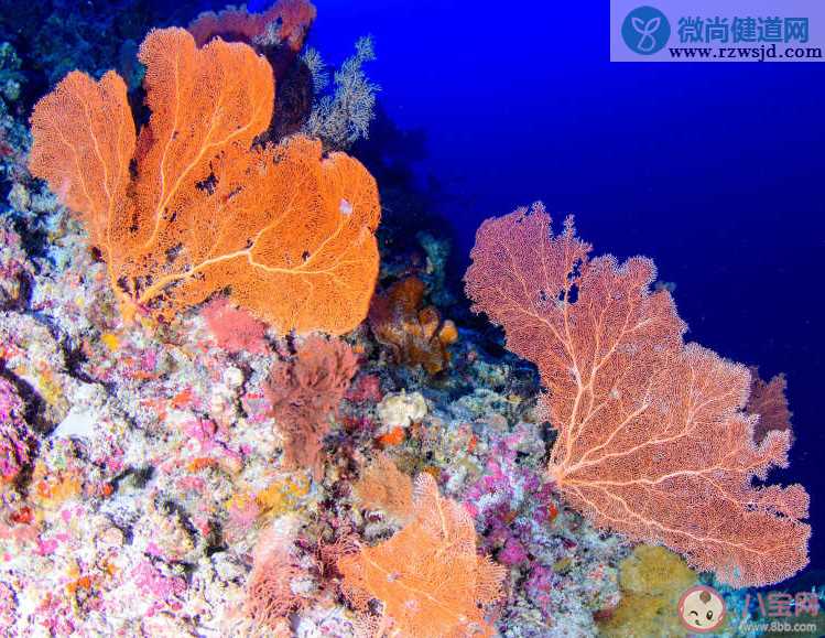 哪种生物被称作海洋考古记录仪 神奇海洋7月10日答案