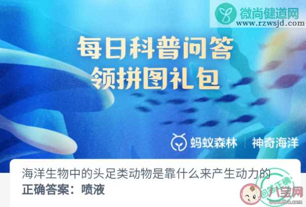 海洋生物中的头足类动物是靠