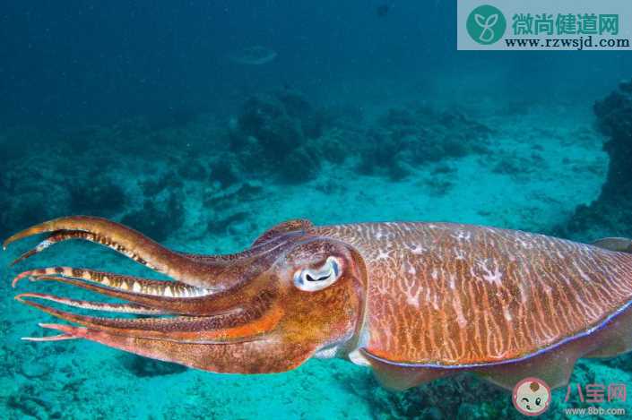 海洋生物中的头足类动物是靠什么来产生动力的 神奇海洋7月11日答案介绍