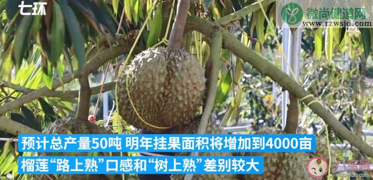 国产榴莲上市预计产量多少 国产榴莲口感怎么样