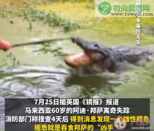 老人失踪4天在鳄鱼胃中发现遗骸 鳄鱼会吃人吗