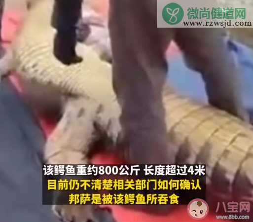 老人失踪4天在鳄鱼胃中发现遗骸 鳄鱼会吃人吗