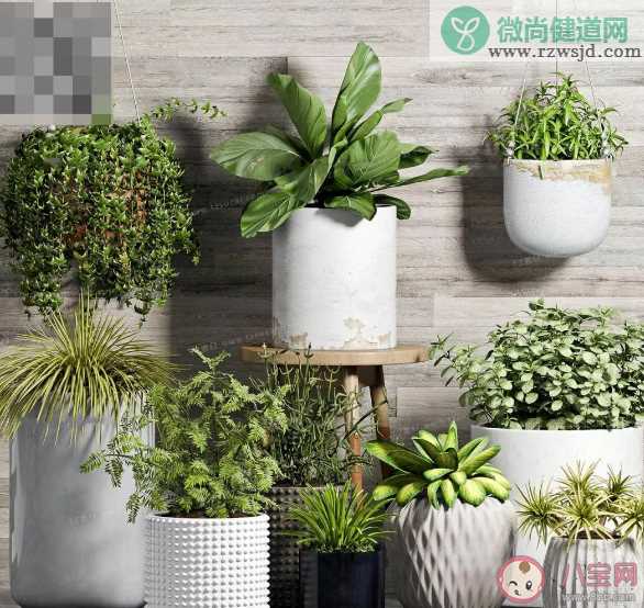 养绿植有助于消除噪音吗 室