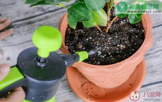 蚂蚁庄园一般来说夏天给植物浇水最好是 8月10日答案介绍