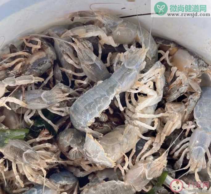 烟台海边现大量蝼蛄虾 蝼蛄虾好吃吗