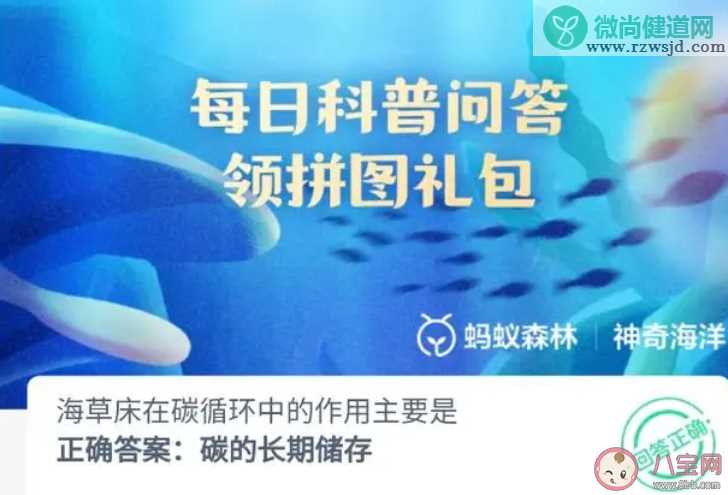 海草床在碳循环中的作用主要