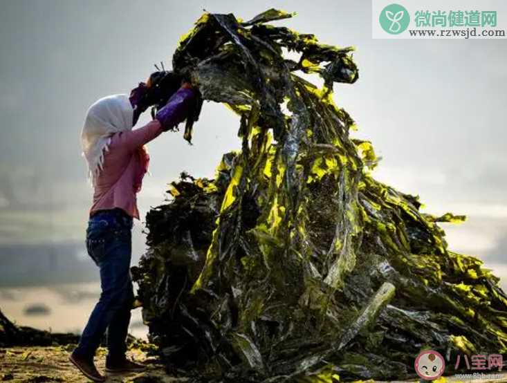 海带属于什么藻类 神奇海洋9月14日答案